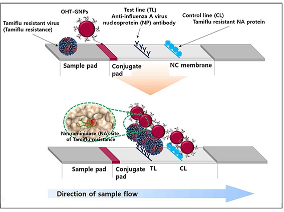 Development of point of care (POC) diagnostics for Tamiflu-resistant influenza virus image