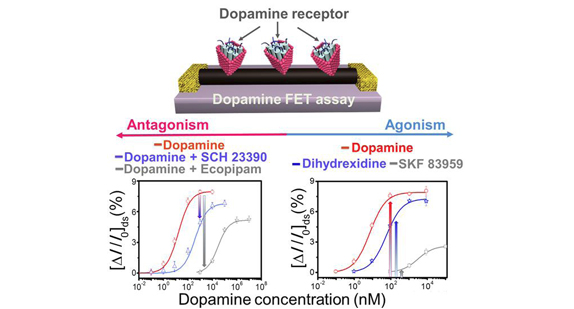 https://www.ncbi.nlm.nih.gov/pubmed/?term=Dopamine+Receptor+D1+Agonism+and+Antagonism+Using+a+Field-Effect+Transistor+Assay