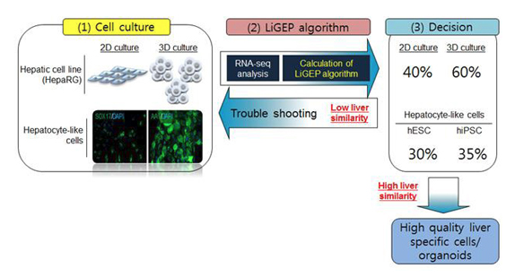 https://www.ncbi.nlm.nih.gov/pubmed/?term=A+Liver-specific+Gene+Expression+Panel+Predicts+the+Differentiation+Status+of+in+vitro+Hepatology+Models