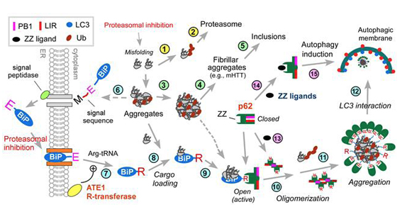 https://www.ncbi.nlm.nih.gov/pubmed/?term=p62%2FSQSTM1%2FSequestosome-1+is+an+N-recognin+of+the+N-end+rule+pathway%2C