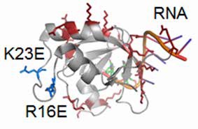 https://www.ncbi.nlm.nih.gov/pubmed/?term=Multivalent+Structure-Specific+RNA+Binder+with+Extremely+Stable+Target+Binding+but+Reduced+Interactions+to+Nonspecific+RNAs