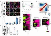 https://www.ncbi.nlm.nih.gov/pubmed/?term=Interleukin-2+induces+the+in+vitro+maturation+of+human+pluripotent+stem+cell-derived+intestinal+organoids
