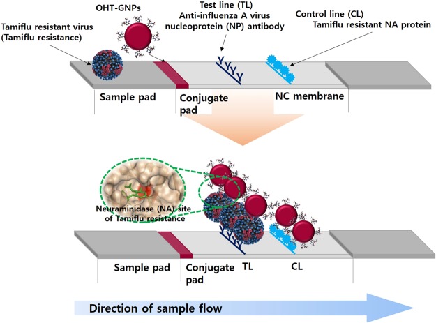 https://www.ncbi.nlm.nih.gov/pubmed/?term=Rapid+and+simple+detection+of+Tamiflu-resistant+influenza+virus%3A+Development+of+oseltamivir+derivative-based+lateral+flow+biosensor+for+point-of-care+(POC)+diagnostics