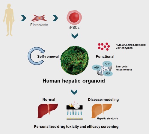 https://www.journal-of-hepatology.eu/article/S0168-8278(19)30402-7/abstract