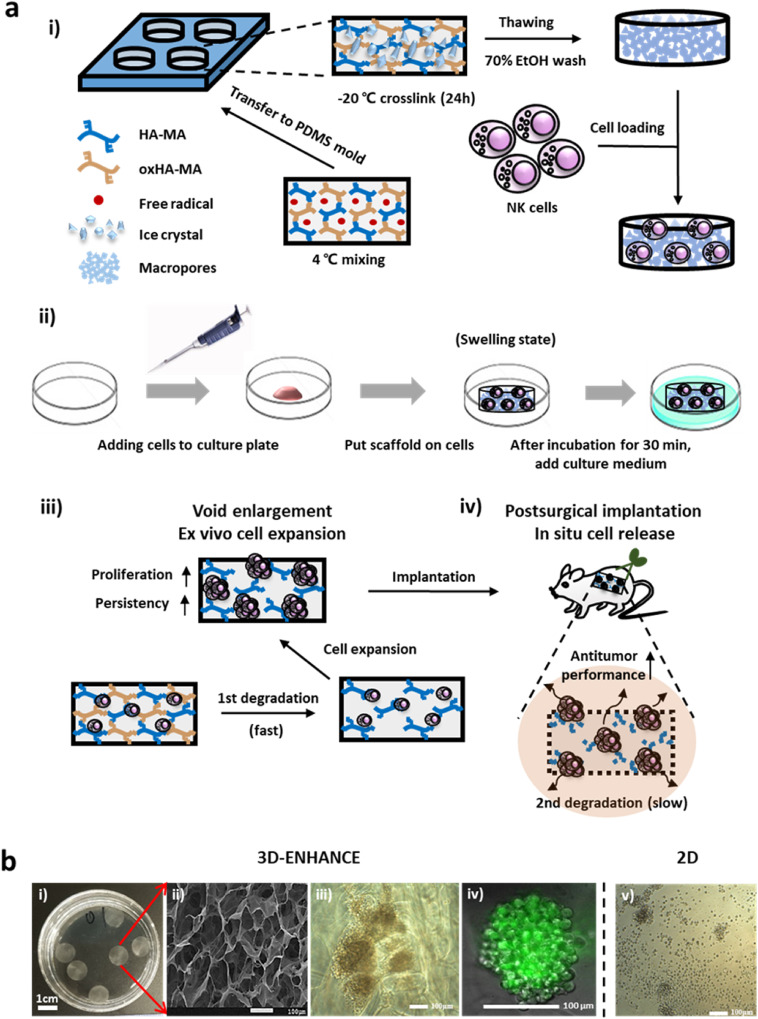 https://www.sciencedirect.com/science/article/pii/S0142961220302064