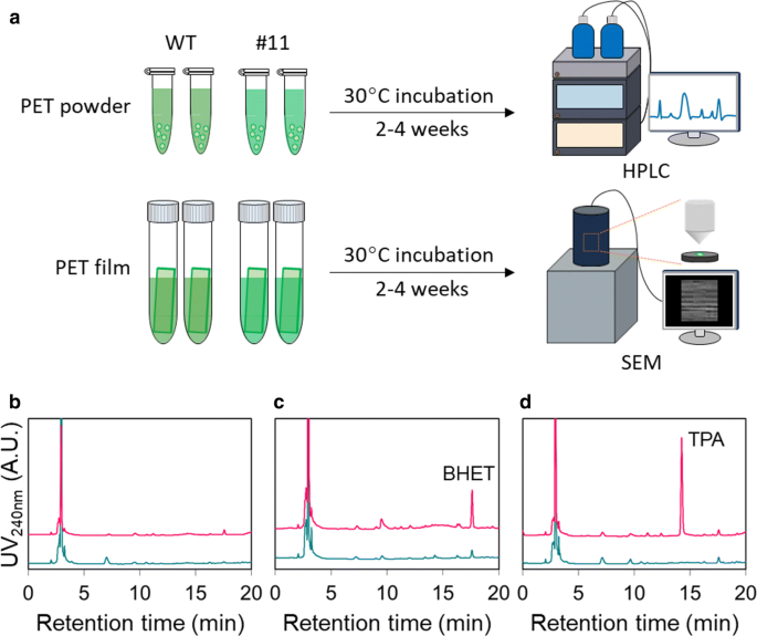 https://microbialcellfactories.biomedcentral.com/articles/10.1186/s12934-020-01355-8