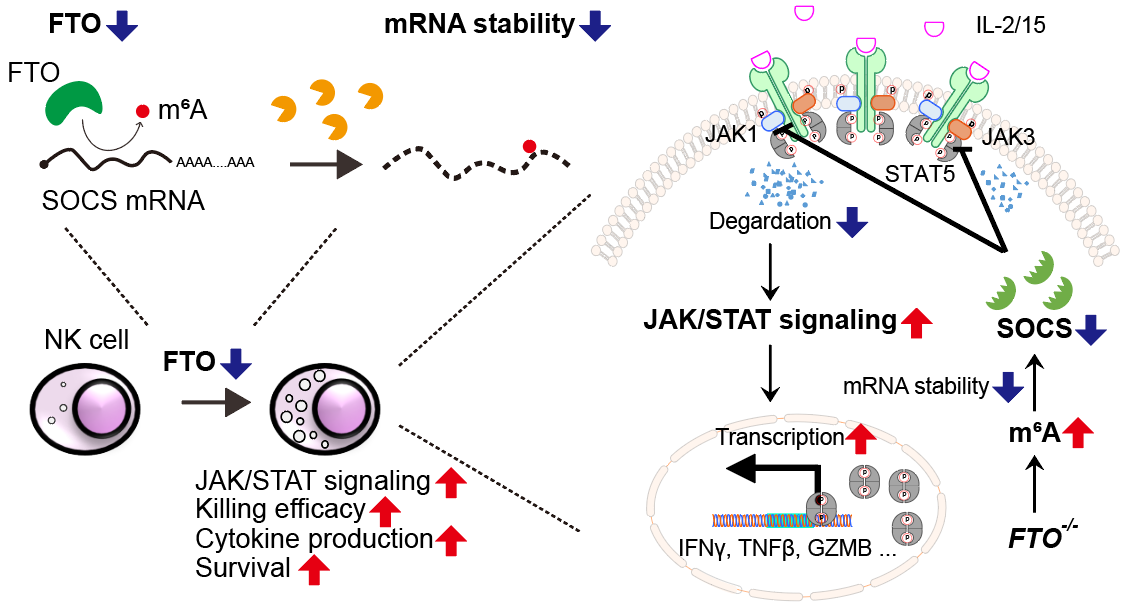 NK ׾ ȿ ϴ RNA   Ը