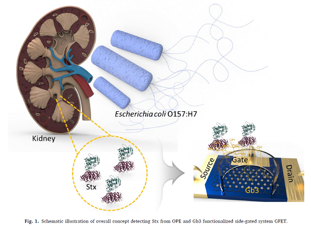 그림 1. 초민감 그래핀 FET 기반 용혈성요독증후군 HUS 조기진단 개념도