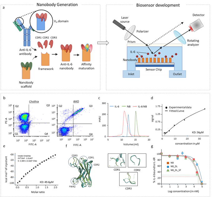 그림 1. IL-6 결합 나노바디의 설계 및 기능 검증