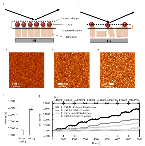 그림 2. 나노바디 기반 SIS 센서의 제작 및 성능 비교